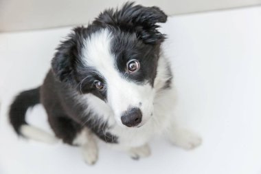 Komik stüdyo portre sevimli güleryüzlü köpek yavrusu köpek kenar kömür ocağı beyaz arka plan üzerinde