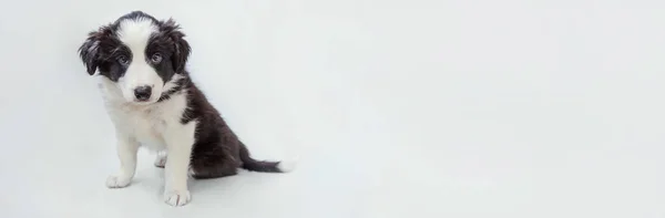 Grappige studio portret van schattige smilling puppy hond Border Collie geïsoleerd op witte achtergrond. Huisdier verzorging en dieren concept. Banner — Stockfoto