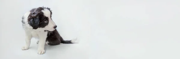 Retrato de estúdio engraçado de bonito cachorro sorridente borda collie cão isolado no fundo branco. Pet cuidado e conceito de animais. Banner — Fotografia de Stock
