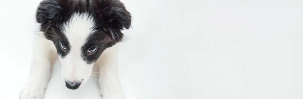 Beyaz arka plan üzerinde izole sevimli smilling köpek yavrusu sınır collie Komik stüdyo portresi. Evcil hayvan bakımı ve hayvan kavramı. Afiş — Stok fotoğraf
