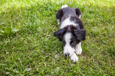 Park veya bahçe arka planda yeşil çim çim üzerinde yatarken sevimli gülümseme yavru köpek sınır Collie komik açık portre