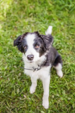 Park veya bahçe arka planda yeşil çim çim üzerinde oturan sevimli gülümseme yavru köpek sınır Collie komik açık portre