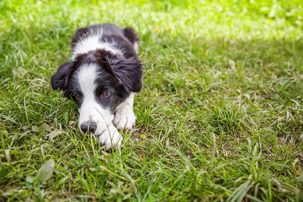 Funny Outdoor Portret van cute Smiling puppy hond Border Collie liggend op groene gras gazon in Park of tuin achtergrond — Stockfoto