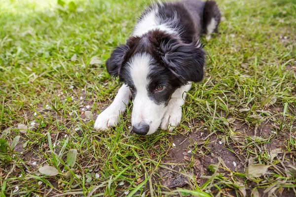 Legrační venkovní portrét roztomilé propastný psí hranice ležící na zeleném trávníku v parku nebo na zahradě — Stock fotografie