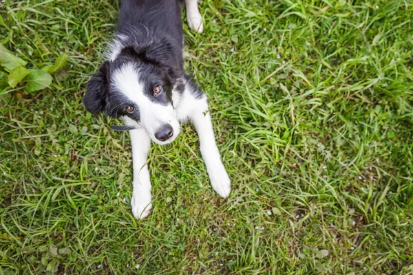 Divertente ritratto all'aperto di carino smilling cucciolo cane confine collie sdraiato sul prato verde erba in parco o in giardino sfondo — Foto Stock
