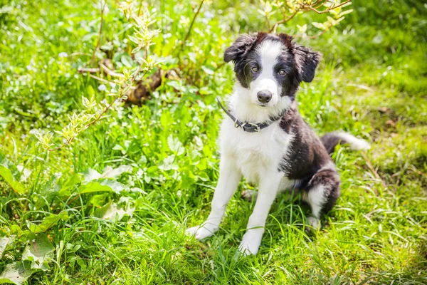 Funny outdoor portrait of cute smilling puppy dog border collie sitting on green grass lawn in park or garden background — Stock Photo, Image