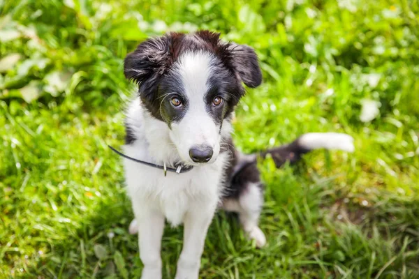 Funny outdoor portrait of cute smilling puppy dog border collie sitting on green grass lawn in park or garden background — Stock Photo, Image