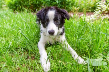 Park veya bahçe arka planda yeşil çim çim üzerinde yatarken sevimli gülümseme yavru köpek sınır Collie komik açık portre