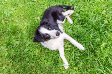 Park veya bahçe arka planda yeşil çim çim üzerinde yatarken sevimli gülümseme yavru köpek sınır Collie komik açık portre