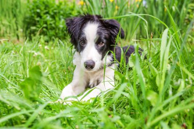 Park veya bahçe arka planda yeşil çim çim üzerinde yatarken sevimli gülümseme yavru köpek sınır Collie komik açık portre
