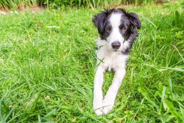 Park veya bahçe arka planda yeşil çim çim üzerinde yatarken sevimli gülümseme yavru köpek sınır Collie komik açık portre