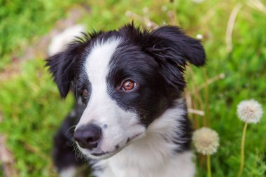 Park veya bahçe arka planda yeşil çim çim üzerinde oturan sevimli gülümseme yavru köpek sınır Collie komik açık portre