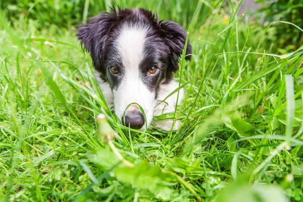 Funny outdoor portrait of cute smilling puppy dog border collie lying down on green grass lawn in park or garden background — Stock Photo, Image