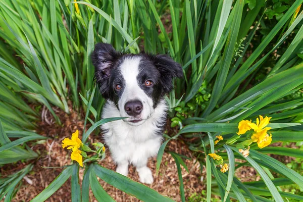 Αστείο υπαίθριο πορτρέτο του χαριτωμένο σκυλάκι σκυλάκι σκυλί σύνορο κάθεται σε πράσινο γρασίδι γκαζόν στο πάρκο ή στον κήπο φόντο — Φωτογραφία Αρχείου