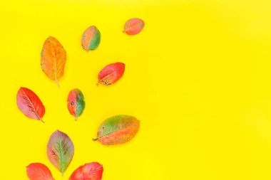 Sonbahar çiçek kompozisyon sarı arka plan üzerinde sonbahar renkli yaprakları yapılmış
