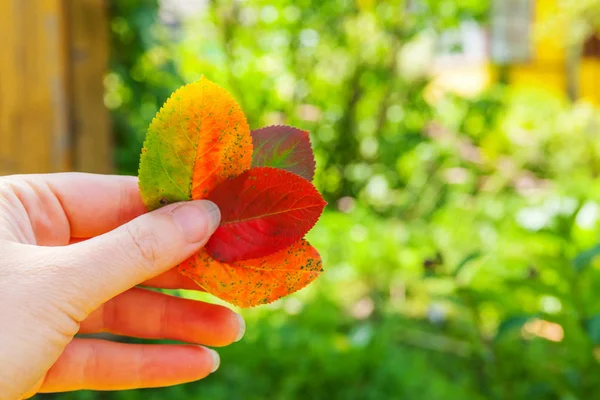 Primeros planos otoño natural vista de la mano de la mujer sosteniendo hojas rojas de color naranja sobre fondo verde borroso en el jardín o el parque — Foto de Stock