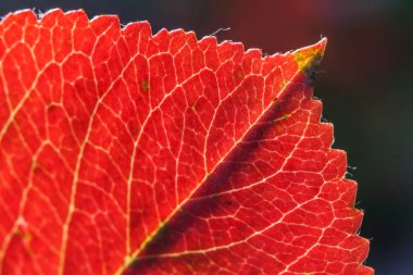 Bahçe veya parkta bulanık yeşil arka plan üzerinde güneşte kırmızı turuncu yaprak kızdırma Closeup doğal sonbahar sonbahar makro görünümü