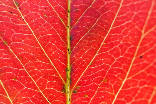 Primer plano otoño caída extrema macro textura vista de color rojo naranja hoja de madera verde árbol resplandor en el fondo del sol — Foto de Stock