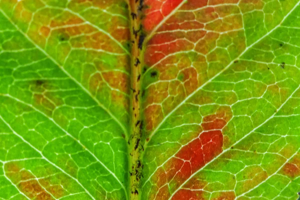 Nahaufnahme Herbst Herbst extreme Makro-Textur Ansicht von rot orange grün Holz Blatt Baum Blatt Glühen in der Sonne Hintergrund — Stockfoto