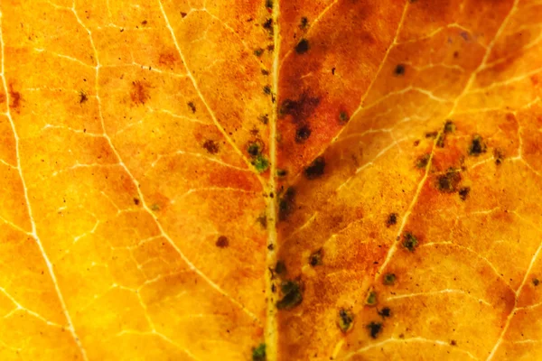 Closeup autumn fall extreme macro texture view of red orange green wood sheet tree leaf glow in sun background — Stock Photo, Image