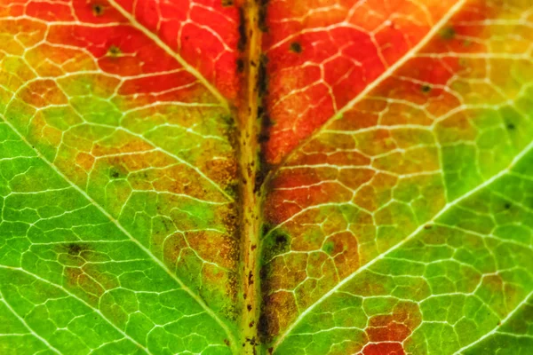 Primer plano otoño caída extrema macro textura vista de color rojo naranja hoja de madera verde árbol resplandor en el fondo del sol — Foto de Stock