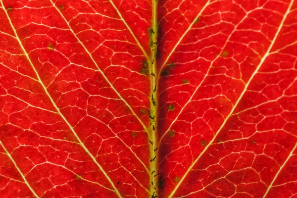 Closeup podzim, pohled na texturové textury červeného oranžového dřevěného listu se stromem na slunci v pozadí — Stock fotografie