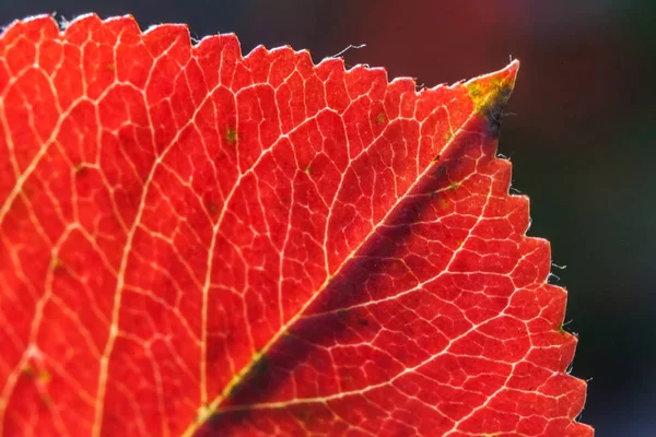Bahçe veya parkta bulanık yeşil arka plan üzerinde güneşte kırmızı turuncu yaprak kızdırma Closeup doğal sonbahar sonbahar makro görünümü