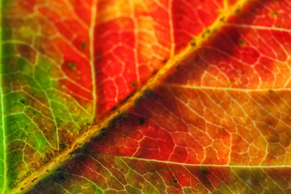 Nahaufnahme Herbst Herbst extreme Makro-Textur Ansicht von rot orange grün Holz Blatt Baum Blatt Glühen in der Sonne Hintergrund — Stockfoto