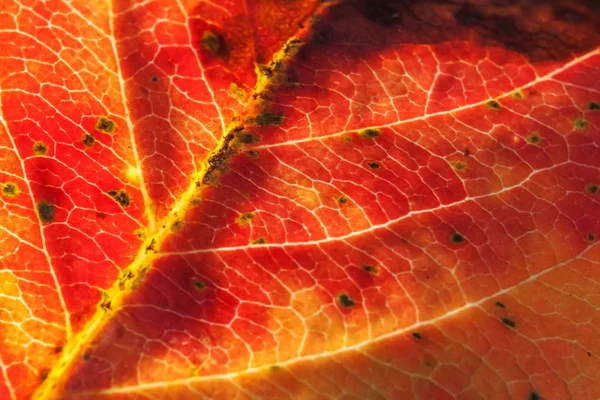 Primer plano otoño caída extrema macro textura vista de color rojo naranja hoja de madera verde árbol resplandor en el fondo del sol —  Fotos de Stock