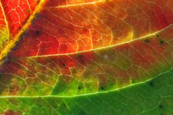 Closeup autumn fall extreme macro texture view of red orange green wood sheet tree leaf glow in sun background — Stock Photo, Image