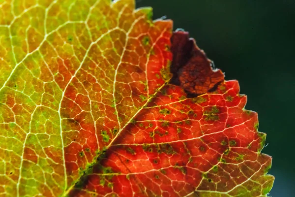 Nahaufnahme natürliche Herbst Herbst Makro-Ansicht der rot orange Blatt glühen in der Sonne auf verschwommenem grünen Hintergrund in Garten oder Park — Stockfoto