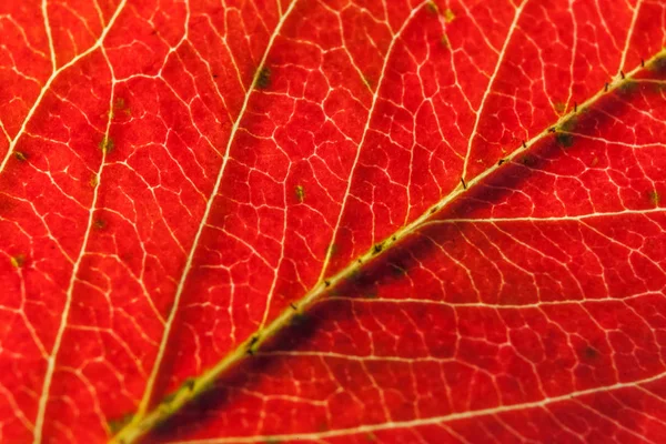 Primer plano otoño caída extrema macro textura vista de color rojo naranja hoja de madera verde árbol resplandor en el fondo del sol — Foto de Stock