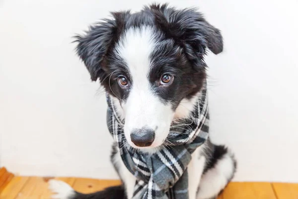Funny studio portret cute sfrezowanie szczeniaka granicy pies Collie ubrany ciepłe ubrania szalik wokół szyi wewnątrz domu — Zdjęcie stockowe