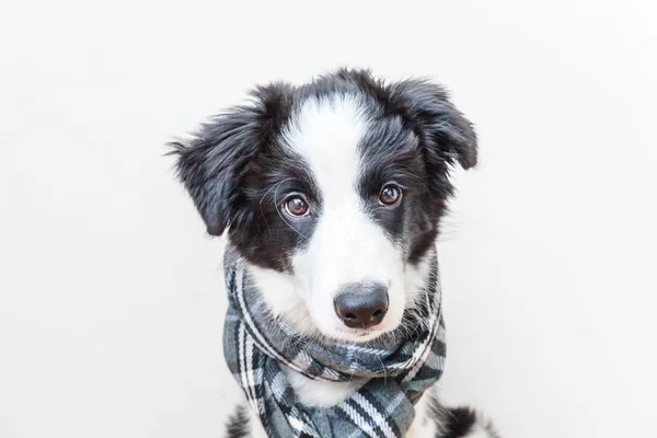 白い背景に隔離された首の周りに暖かい服のスカーフを身に着けているかわいいスミリング子犬のボーダーコリーの面白いスタジオの肖像画 — ストック写真