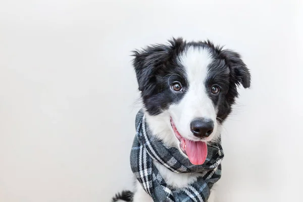 白い背景に隔離された首の周りに暖かい服のスカーフを身に着けているかわいいスミリング子犬のボーダーコリーの面白いスタジオの肖像画 — ストック写真