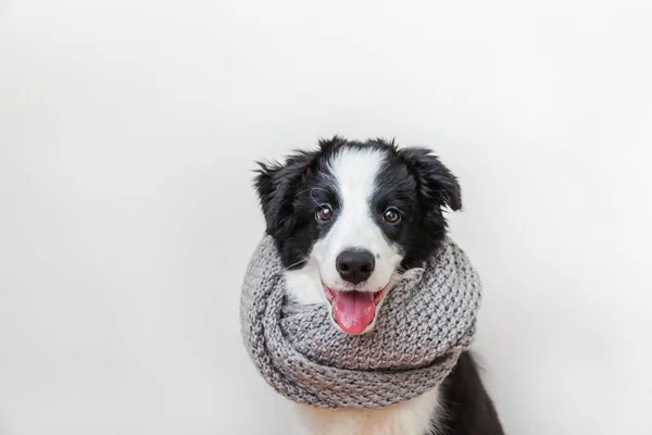白い背景に隔離された首の周りに暖かい服のスカーフを身に着けているかわいいスミリング子犬のボーダーコリーの面白いスタジオの肖像画 — ストック写真