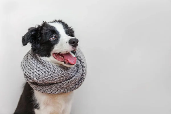 白い背景に隔離された首の周りに暖かい服のスカーフを身に着けているかわいいスミリング子犬のボーダーコリーの面白いスタジオの肖像画 — ストック写真