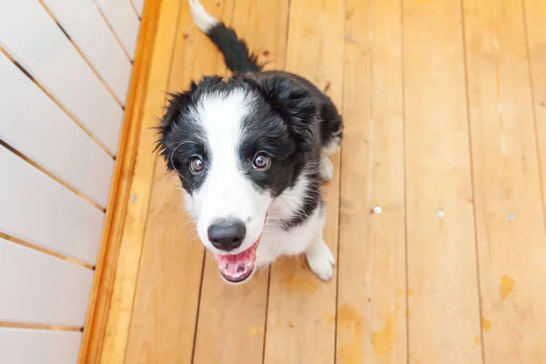 Divertente ritratto di carino smilling cucciolo di cane confine collie a casa — Foto Stock