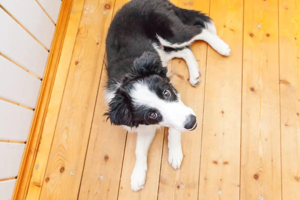 Αστεία πορτρέτο του περιποιημένο χαριτωμένο κουτάβι σκυλί κόλλεϊ συνόρων στο σπίτι — Φωτογραφία Αρχείου