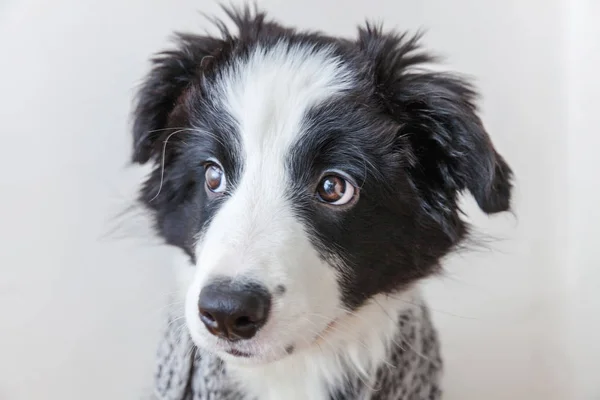 白い背景に隔離された首の周りに暖かい服のスカーフを身に着けているかわいいスミリング子犬のボーダーコリーの面白いスタジオの肖像画 — ストック写真