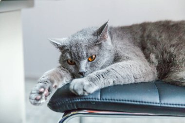 İngiliz kedi evde kapalı siyah modern sandalyede uyku