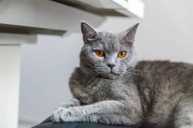 İngiliz kedi evde kapalı siyah modern sandalyede poz