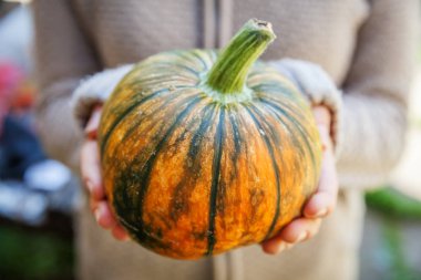 Closeup doğal sonbahar sonbahar görünümü sarı kabak tutan kadın elleri