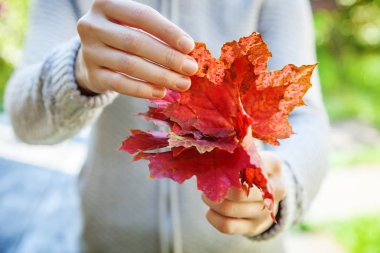 Bahçe veya parkta bulanık yeşil arka plan üzerinde kırmızı turuncu akçaağaç yaprakları tutan kadın elleri Closeup doğal sonbahar sonbahar görünümü