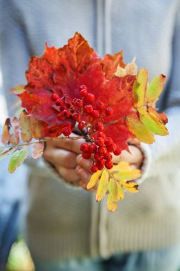 Sonbahar buketi kırmızı turuncu akçaağaç park arka planda rowan demet yaprakları tutan kadın ellerin Closeup doğal sonbahar görünümü