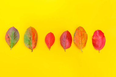 Sonbahar çiçek kompozisyon sarı arka plan üzerinde sonbahar renkli yaprakları yapılmış