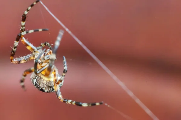 Makro z bliska pająk na pajęczyny pająk pajęczyna na niewyraźne brązowe tło — Zdjęcie stockowe