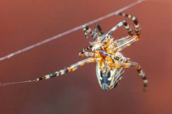 Makro zavře pavouk na pavučinu pavučinu na rozmazané hnědé pozadí — Stock fotografie