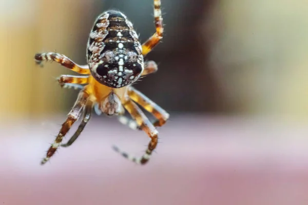 Makro z bliska pająk na pajęczyny pająk na naturalne niewyraźne tło — Zdjęcie stockowe