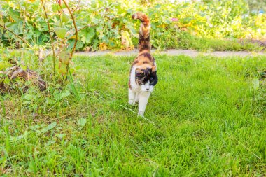 Taze yeşil çim çayır arka plan aracılığıyla kibirli kısa saçlı yerli güzel tekir kedi gizlice